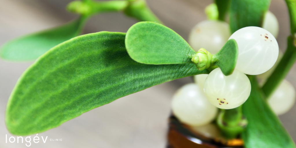mistletoe-treatment-longevclinictoronto